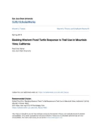 Basking Western Pond Turtle Response to Trail Use in Mountain View, California