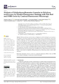 Analysis of Polyhydroxyalkanoates Granules in Haloferax Mediterranei by Double-Fluorescence Staining with Nile Red and SYBR Green by Confocal Fluorescence Microscopy