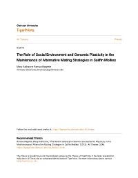 The Role of Social Environment and Genomic Plasticity in the Maintenance of Alternative Mating Strategies in Sailfin Mollies