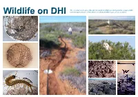 Wildlife on DHI This Is a Snapshot of Some of the Animals