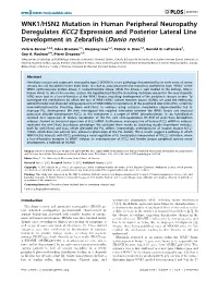 WNK1/HSN2 Mutation in Human Peripheral Neuropathy Deregulates KCC2 Expression and Posterior Lateral Line Development in Zebrafish (Danio Rerio)