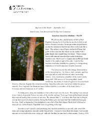 Sassafras Albidum) – Part II