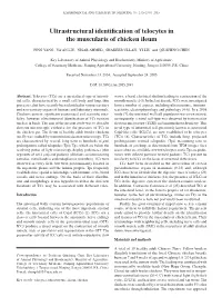 Ultrastructural Identification of Telocytes in the Muscularis of Chicken Ileum