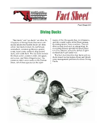 Diving Ducks