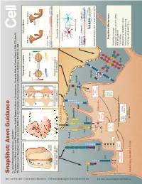 Snapshot: Axon Guidance Pasterkamp R