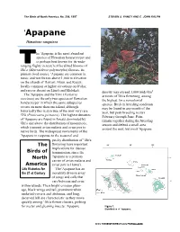 Apapane (Himatione Sanguinea)