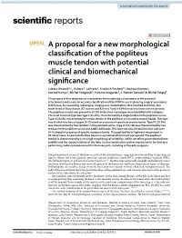A Proposal for a New Morphological Classification of the Popliteus