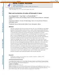 Role and Mechanism of Action of Sclerostin in Bone