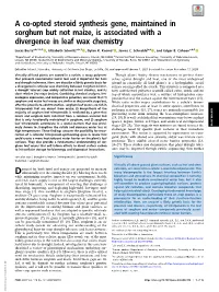 A Co-Opted Steroid Synthesis Gene, Maintained in Sorghum but Not Maize, Is Associated with a Divergence in Leaf Wax Chemistry