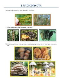 Basidiomycota