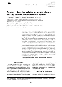 Tendon — Function-Related Structure, Simple Healing Process and Mysterious Ageing J