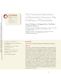 The Functional Annotation of Mammalian Genomes: the Challenge of Phenotyping