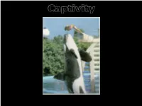 Captivity How Many ?