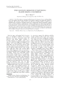 Prey-Handling Behavior of Hatchling Elaphe Helena (Colubridae)
