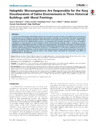 Halophilic Microorganisms Are Responsible for the Rosy Discolouration of Saline Environments in Three Historical Buildings with Mural Paintings