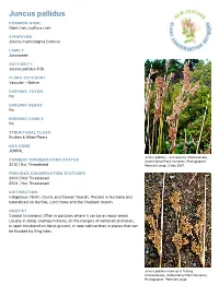 Juncus Pallidus