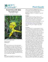 Iris Pseudacorus L