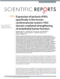 Expression of Periaxin (PRX) Specifically in the Human