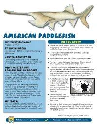 American Paddlefish My Scientific Name Did You Know? Polyodon Spathula Zzpaddlefish Are an Ancient Species of Fish