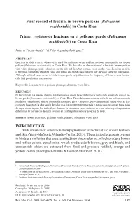 Pelecanus Occidentalis) in Costa Rica
