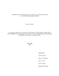 EXPLORATION of KINASE-REGULATED CELLULAR SIGNALING in CHLAMYDOMONAS REINHARDTII Emily G. Werth a Dissertation Submitted to the F