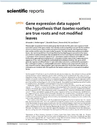 Gene Expression Data Support the Hypothesis That Isoetes Rootlets Are True Roots and Not Modifed Leaves Alexander J