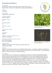 Isolepis Prolifera