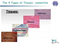 The 4 Types of Tissues: Connective