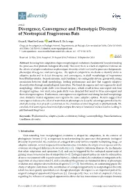 Divergence, Convergence and Phenotypic Diversity of Neotropical Frugivorous Bats