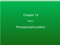 Chapter 19 Photophosphorylation
