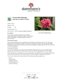 Dammann's Garden Company Fuchsia Glow Hydrangea