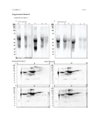 Type of the Paper (Article