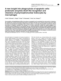 A New Insight Into Phagocytosis of Apoptotic Cells: Proteolytic Enzymes Divert the Recognition and Clearance of Polymorphonuclear Leukocytes by Macrophages