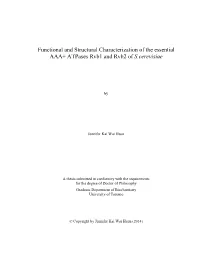 Functional and Structural Characterization of the Essential AAA+ Atpases Rvb1 and Rvb2 of S.Cerevisiae