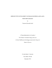Reproductive Development of Female Bonefish (Albula Spp.)