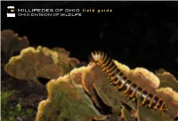 Millipedes of Ohio Field Guide [Pdf]