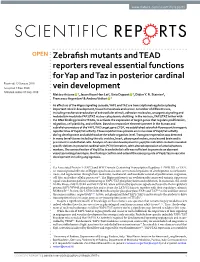 Zebrafish Mutants and TEAD Reporters Reveal Essential Functions for Yap