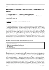 Morphotypes of Cone Snails (Conus Mustelinus), Conidae: a Phenetic Analysis