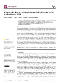 Metamorphic Protein Folding Encodes Multiple Anti-Candida Mechanisms in XCL1