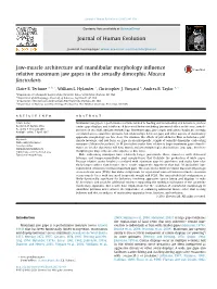 Jaw-Muscle Architecture and Mandibular Morphology Influence Relative Maximum Jaw Gapes in the Sexually Dimorphic Macaca Fascicul