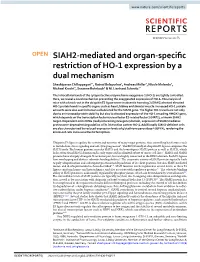 SIAH2-Mediated and Organ-Specific Restriction of HO-1 Expression by A