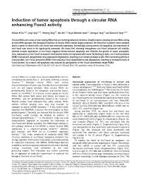 Induction of Tumor Apoptosis Through a Circular RNA Enhancing Foxo3 Activity