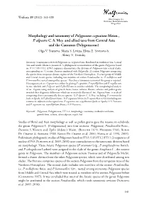 Morphology and Taxonomy of Polygonum Cognatum Meisn., P