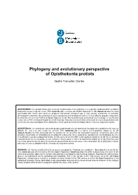 Phylogeny and Evolutionary Perspective of Opisthokonta Protists