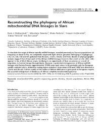 Reconstructing the Phylogeny of African Mitochondrial DNA Lineages in Slavs