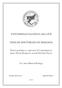 Tesis Doctoral, En Desarrollo