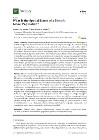 What Is the Spatial Extent of a Bemisia Tabaci Population?