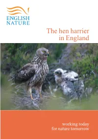 En Hen Harrier