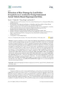 Cnaphalocrocis Medinalis) Using Unmanned Aerial Vehicle Based Hyperspectral Data