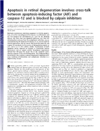 Apoptosis in Retinal Degeneration Involves Cross-Talk Between Apoptosis-Inducing Factor (AIF) and Caspase-12 and Is Blocked by Calpain Inhibitors